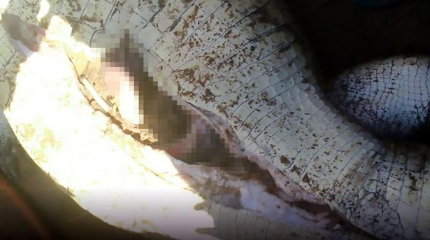 A hand protrudes from the crocodile after it was cut open.