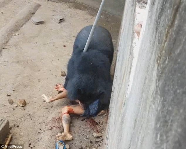 Onlookers tried desperately to frighten the bear off