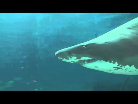 GRAPHIC: Brutal Shark Attack Caught On Camera