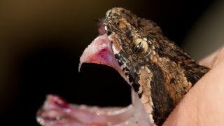 How The Venom Of A Box Jellyfish Stops Your Heart