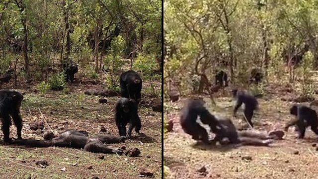 Former Alpha-Chimp Tortured And EATEN After Trying To Make A Comeback To Tribe