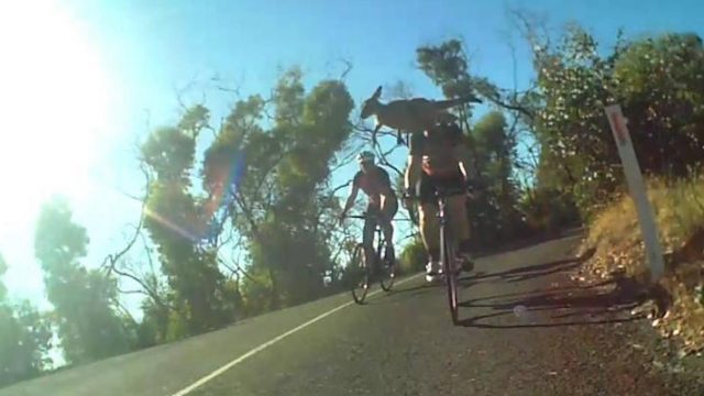 Kangaroo Bounces Over Cyclists Head In Amazing Helmet Cam Footage