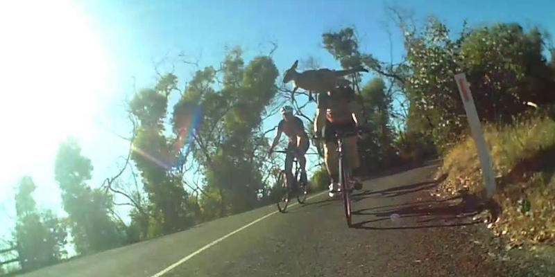 Kangaroo Bounces Over Cyclists Head In Amazing Helmet Cam Footage