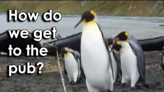 Ozzy Man Reviews: Penguins vs Rope