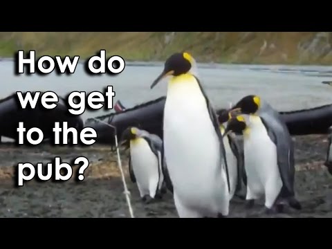 Ozzy Man Reviews: Penguins vs Rope