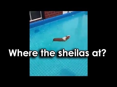 Ozzy Man’s The Lives of Animals – Volume 4