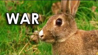 Ozzy Man Reviews: Stoats vs Bunnies