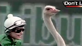 Ozzy Man Reviews: Ostrich Racing