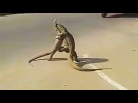 Ozzy Man Reviews: Godzilla vs Godzilla