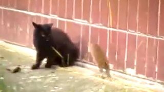 Ozzy Man Reviews: Black Cat & Big Fuck Off Rat