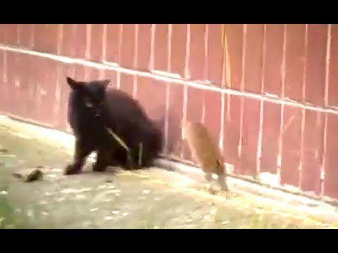 Ozzy Man Reviews: Black Cat & Big Fuck Off Rat
