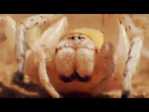 Ozzy Man Reviews: Wasp vs Spider