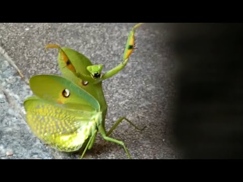 Ozzy Man Reviews: Mantis vs Cat