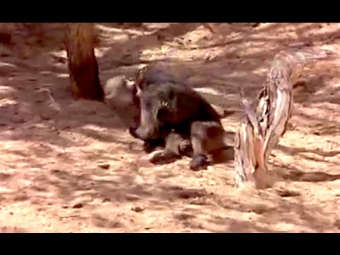 Ozzy Man Reviews: Drunk Animals