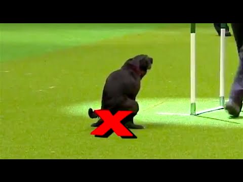 Ozzy Man Reviews: Rebellious Dogs