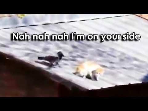 Ozzy Man Reviews: Crow vs Cat vs Cat