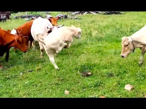 Ozzy Man Reviews: Cows vs Turtle