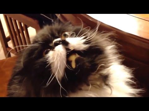 Ozzy Man Commentates WTF Happened in May 2015
