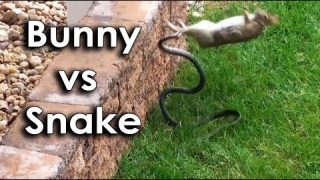 Ozzy Man & Mozza Commentate a Bunny vs Snake