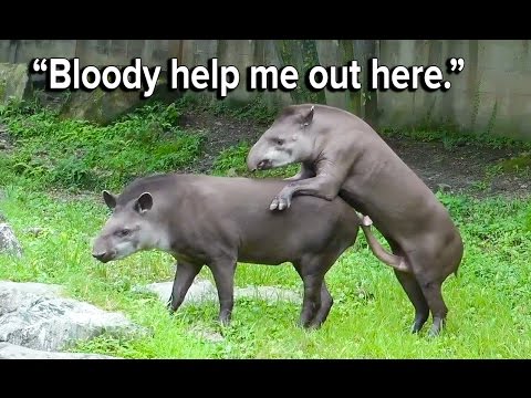Ozzy Man’s The Lives of Animals – Volume 1
