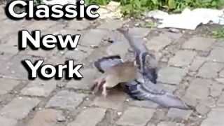 Ozzy Man Reviews: Rat vs Pigeon in New York