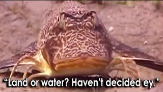 Ozzy Man’s The Lives of Animals – Volume 2
