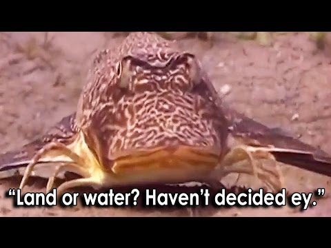 Ozzy Man’s The Lives of Animals – Volume 2