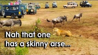 Ozzy Man Reviews: Indecisive Lioness Hunting