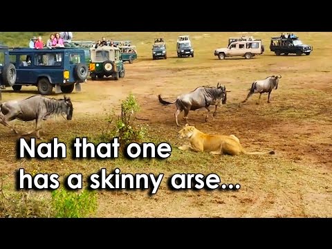 Ozzy Man Reviews: Indecisive Lioness Hunting
