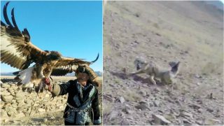 GoPro Footage of a Mongolian Eagle Hunting Proves Why You Don’t F**k With These Majestic Birds