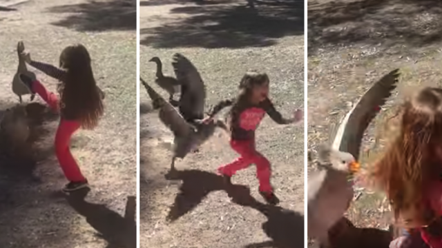 Little Girl Kicks Goose Multiple Times, Goose Goes On Epic Counter-Attack