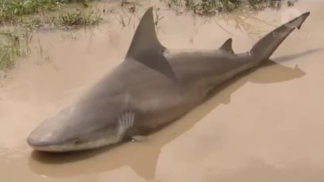 Cyclone Leaves Australian Street Looking Like The Set Of Sharknado