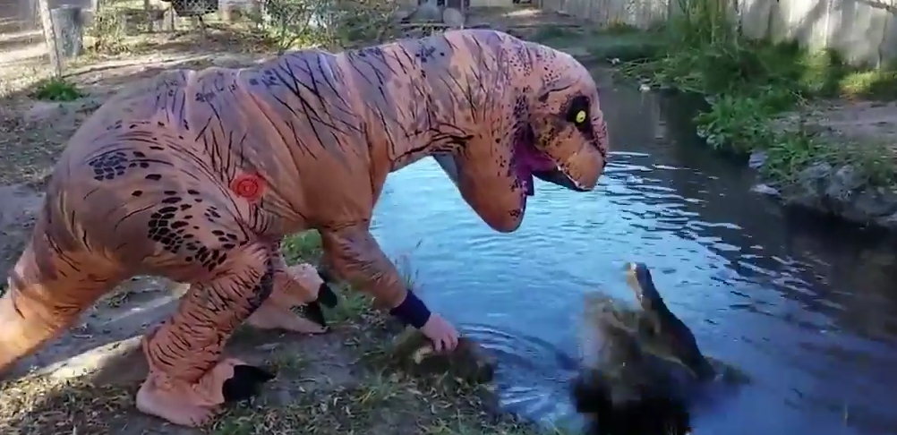 Idiot Decides To Dress Up In A T-Rex Costume To See How An Alligator Would Respond