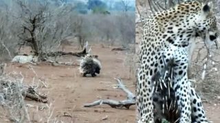 Leopard Learns Valuable Lesson About Trying To Attack Porcupines