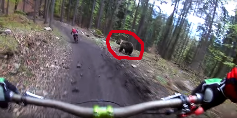Caught on Video: Mountain Bikers Barely Escape Being Attacked by Bear