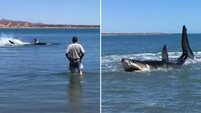 Fella Gets extremely Close To Massive Great White Shark As It Hunts In The Shallows