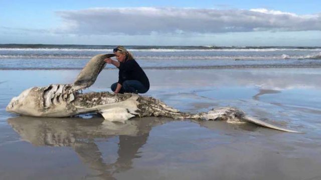 Yet Another Great White Shark Discovered With Its Liver, Stomach, & Testes ‘Surgically Removed’