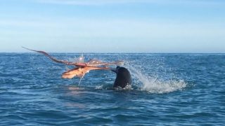 WATCH: Octopus vs Seal Fight To The Death