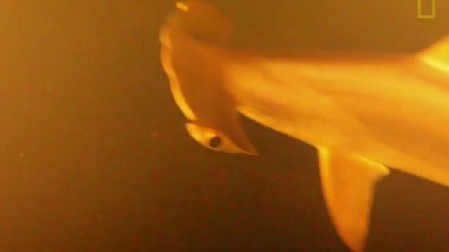 Deep Sea Camera Discovers Live Sharks Inside Active Volcano