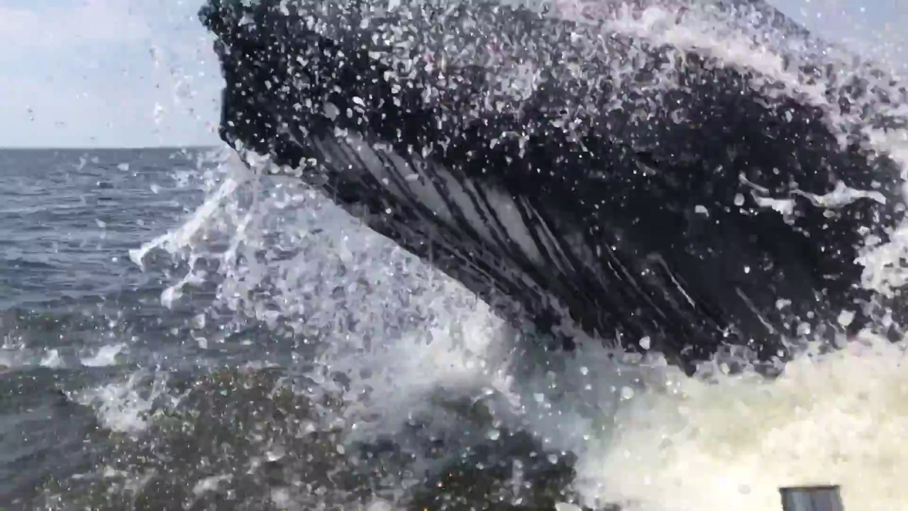Holy Sh!t: Massive Humpback Whale Nearly Sinking A Fishing Boat Caught On Film