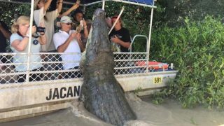 Giant Crocodile Known As ‘The Dominator’ Spotted In The Northern Territory Of Australia