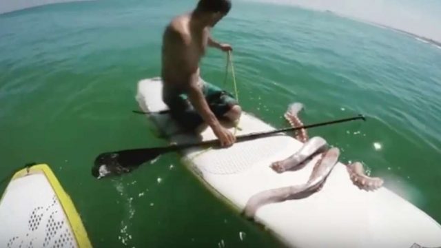 Incredible Footage Shows Enormous Injured Squid Wrapping Tentacles Around Man’s Paddleboard