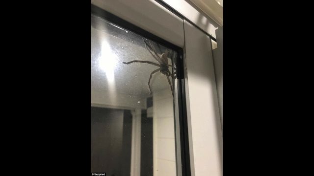 WATCH: This Big F*ck Off Huntsman Trapped A Family Inside Their Own Home