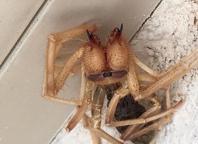 Arizona Bloke Finds Spider-Scorpion Hybrid, And It’s Scary As F*&K!