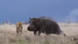 Lion Attempts To Attack Hippo, Immediately Regrets It
