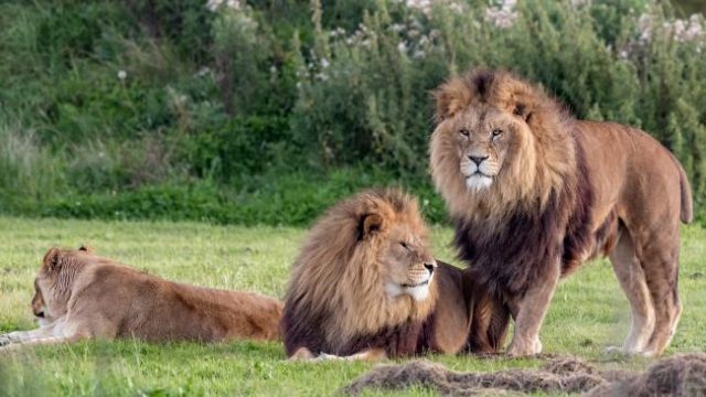 These Two Male Lions Appear To Be ‘Getting It On’ As Confused Lioness Watches