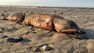 Mysterious Eyeless Sea Creature With Razor Sharp Teeth Washes Up After Hurricane Harvey