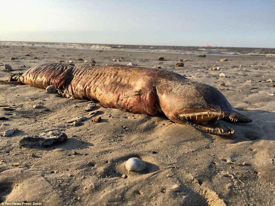 Mysterious Eyeless Sea Creature With Razor Sharp Teeth Washes Up After Hurricane Harvey