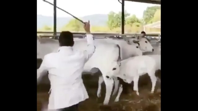 Cow Drop Kicks A Man For Hitting Another Cow, Becomes Internet Hero
