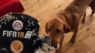 Amazon Have Responded to Bloke Whose FIFA 18 Game Was Eaten By His Dog